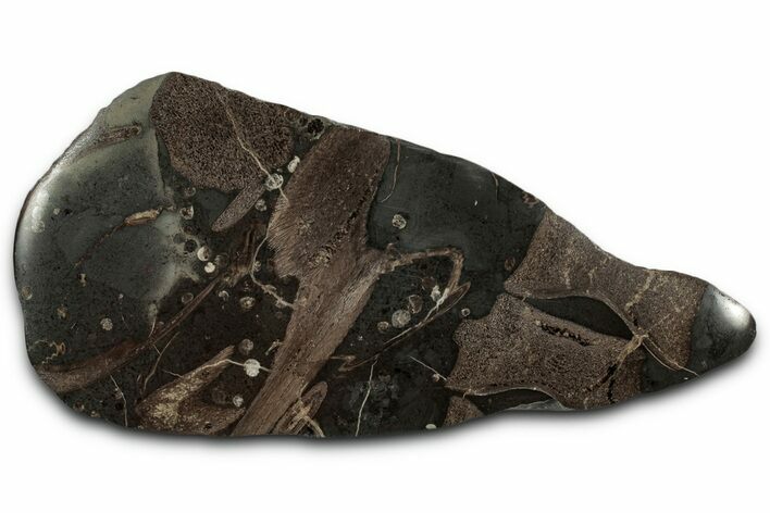 Fossil Ichthyosaur Bones In Cross-Section - England #352092